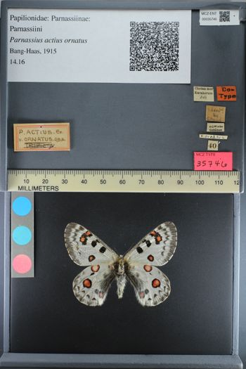 Media type: image;   Entomology 35746